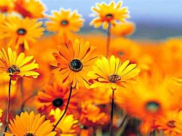 Avis de décès de Patricia Ann Smith