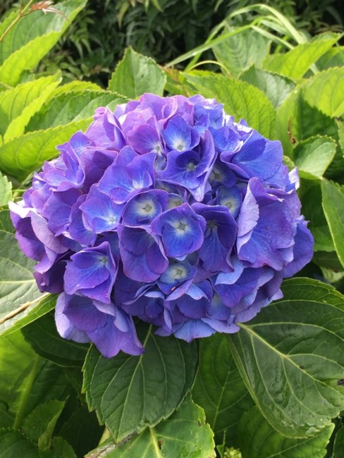 Obituary of Patsy Pearmain Jenkins