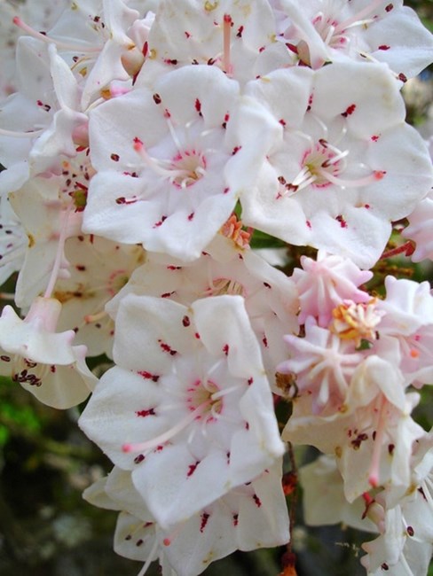 Obituary of Helen Joan Cain