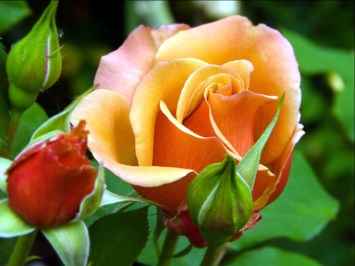 Obituary of Eunice Fay Boles Morris