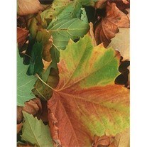 Obituary of Terry Michael Lenardson