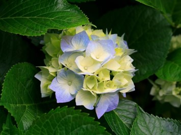 Obituary of Gloria L. Lowe