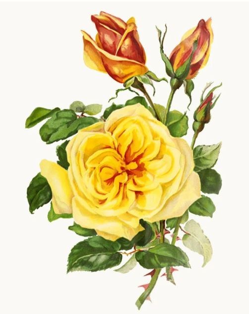 Obituary of John Norman Broholm