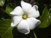 Obituary of Peter Cervelli
