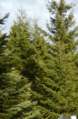 Joseph Giuseppe Petronio Obituary Burnaby, BC