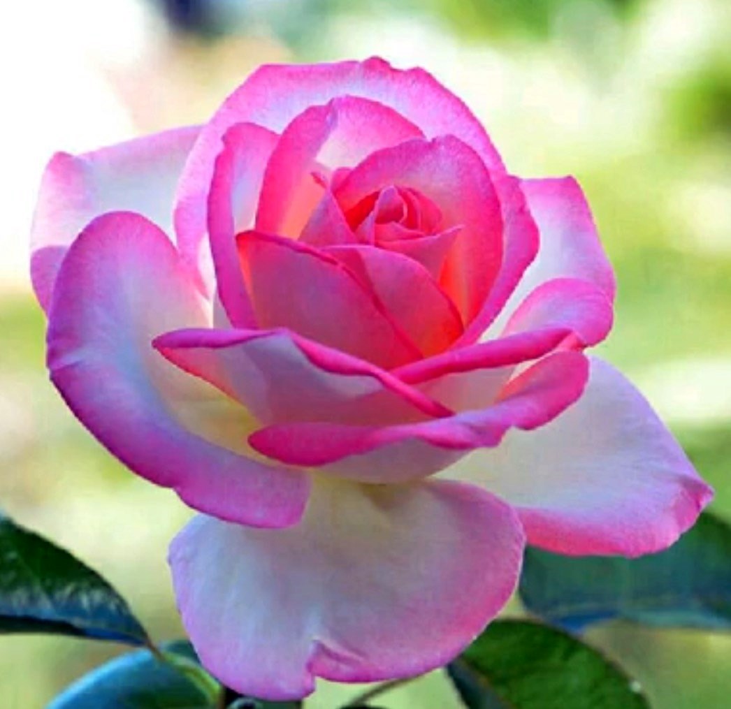 Teresa Robertson Obituary Meridian, MS