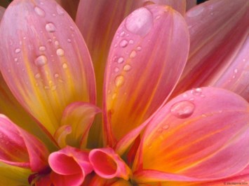 Obituary of Sylvia Ann Sutherland