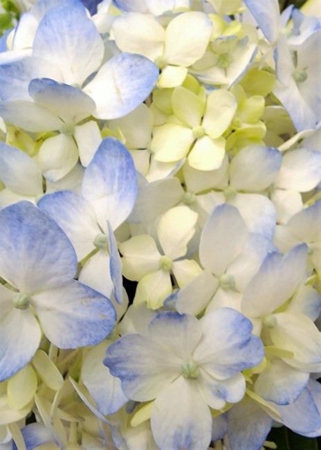 Obituary of Yue Chang Tang 李湯月嫦