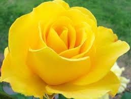 Obituary of Pauline C. Troiani