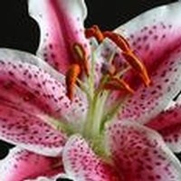 Obituary of Betty Dewberry