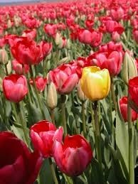 Obituary of Dorothy Marie Winter