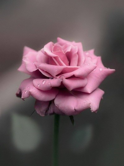 Obituary of Nancy DeLemus