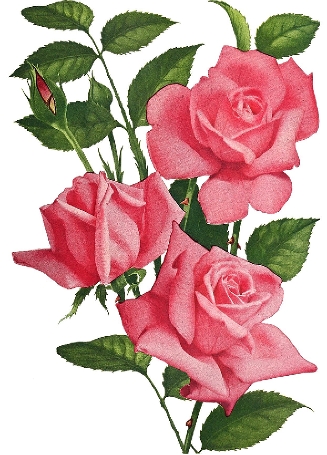 natalie kurtin obituary houston tx