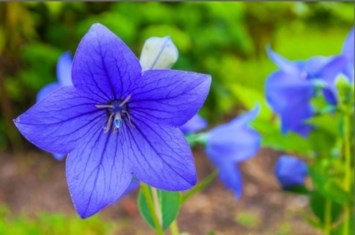 Obituary of Ruth Ann Brooks Jr.