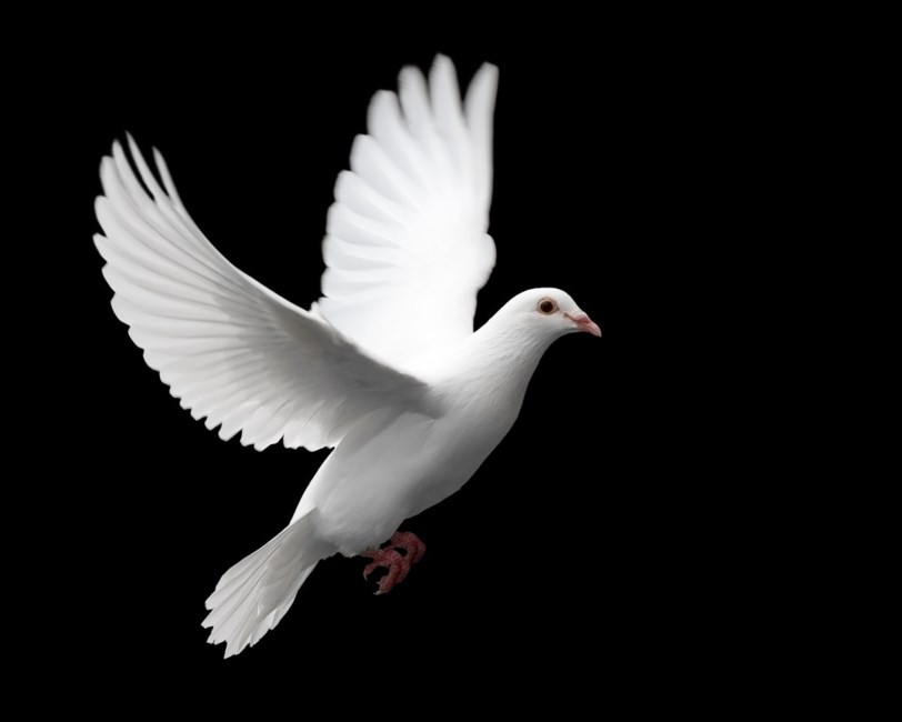 Obituary of Mr. John Bain Warnock
