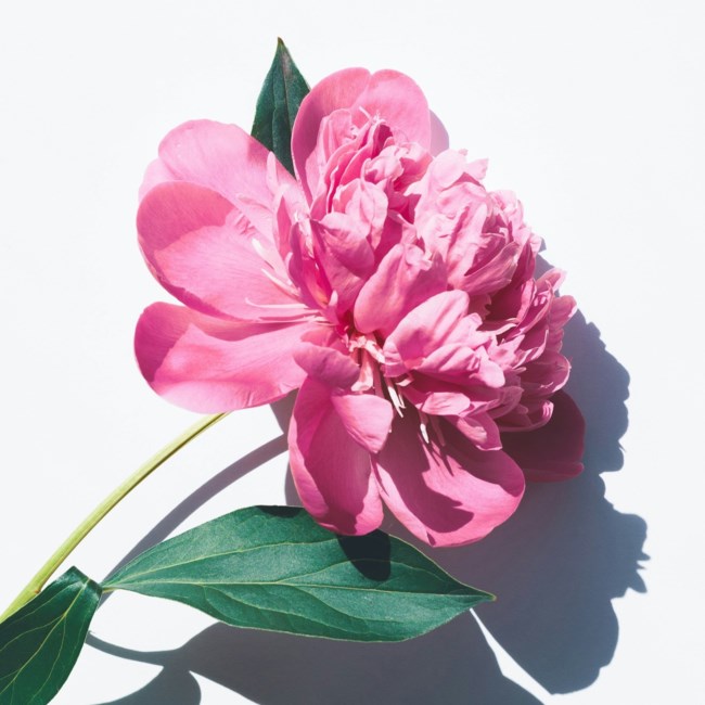 Obituario de Donna Belle Burson