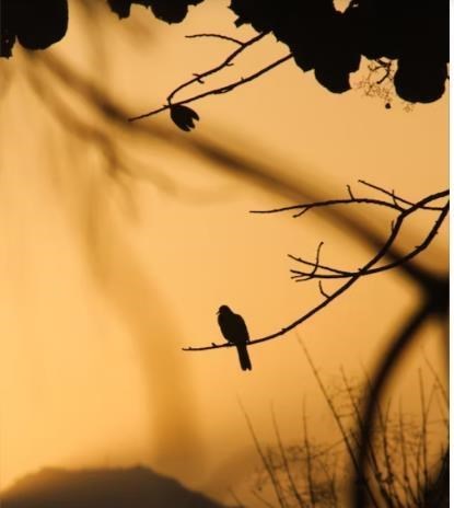 Obituary of Alisa O'Dell Tubbs-Holmes