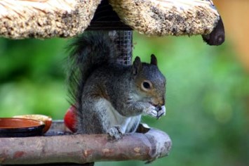 Obituary of Rosella Deann Tubby