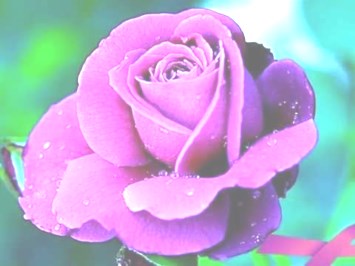 Obituary of Dolores Ann Saluga