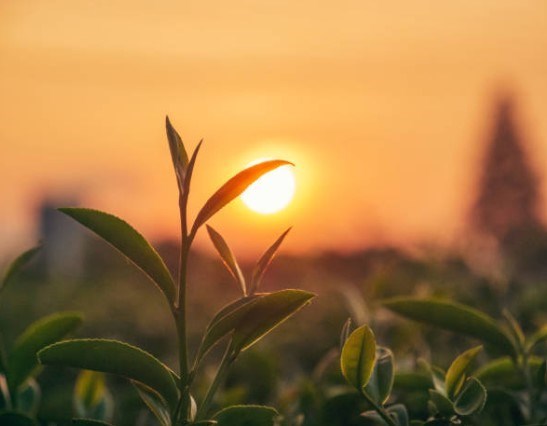 Avis de décès de Ruth G. Altman