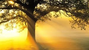 Obituary of Phillip Newcombe Hogg