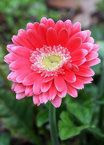 Obituary of Helen Armstrong