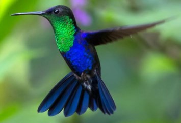 Obituary of Andrea Jordan Astell