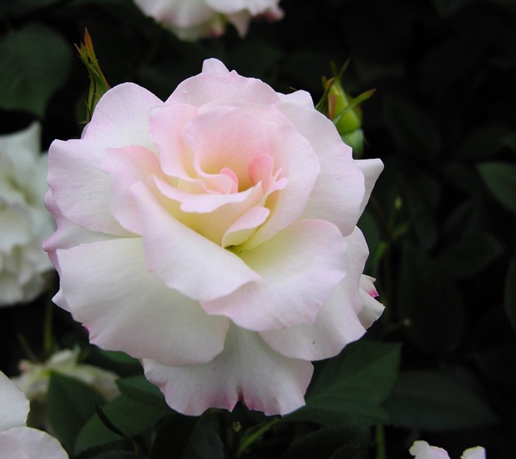 Obituary of Elizabeth Rosengarten James