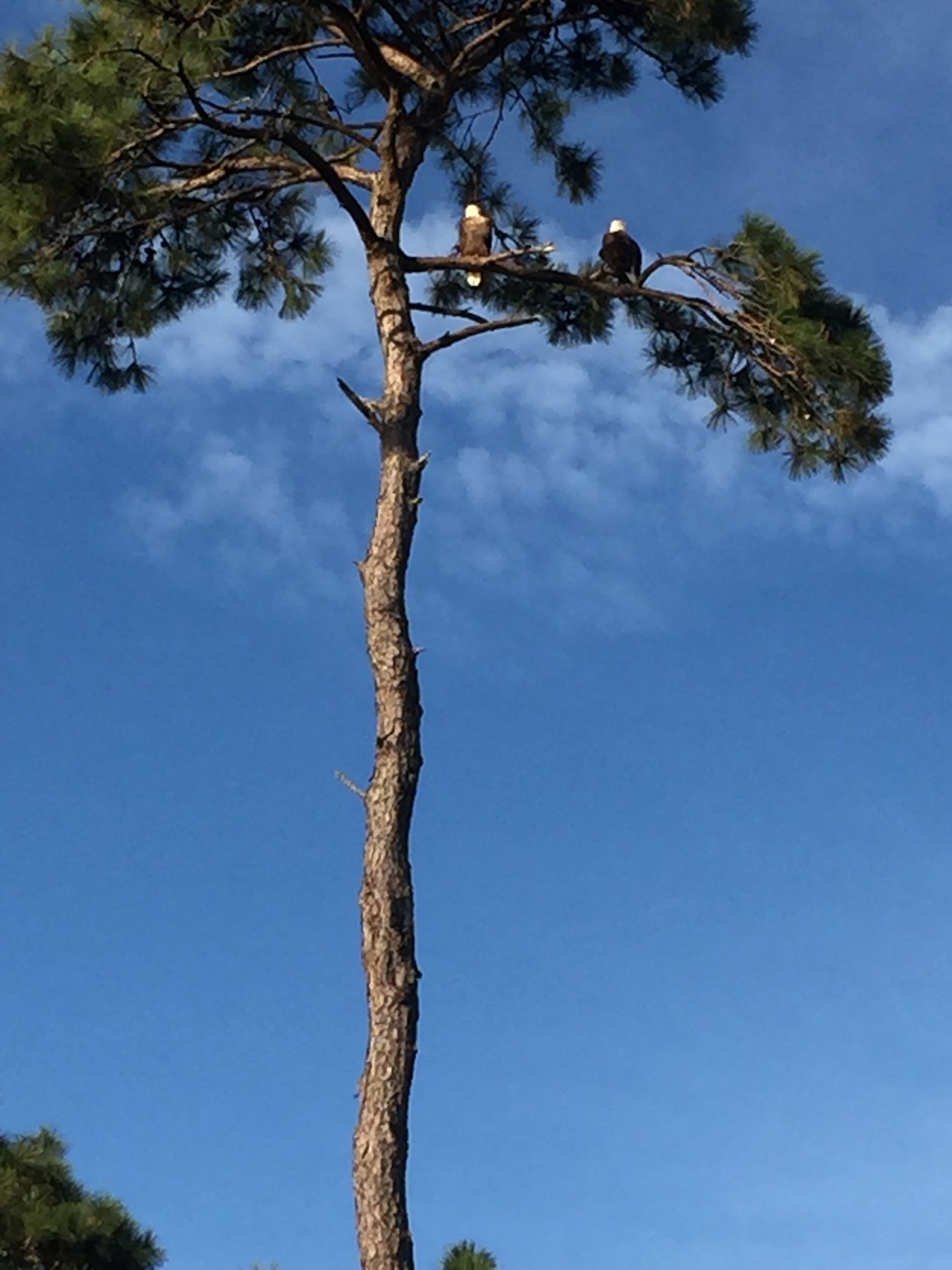 mike's tree service warner robins ga