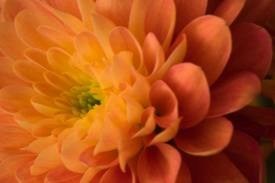 Obituary of Alesandra E Roy