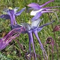 Obituary of Edward ""Chicken Carl Jones