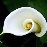 Obituary of Phoi Van Huynh