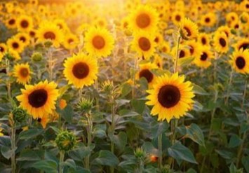 Obituary of Lucia Lopez