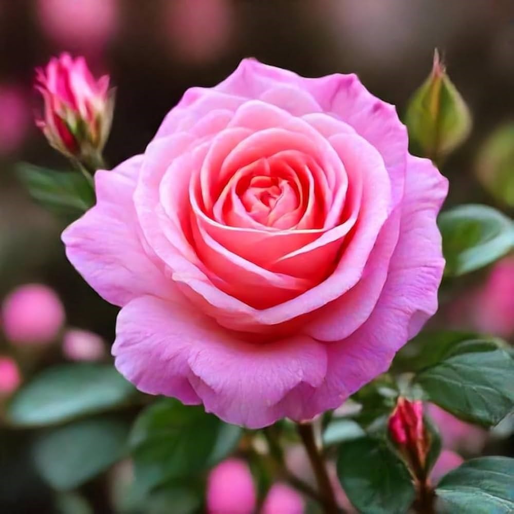 Obituary of Dorothy Elizabeth Manley