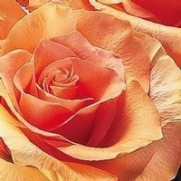 Obituary of Louise Etheridge