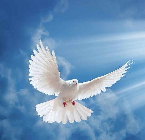 Obituary of Charles Ray Evans