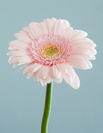 Avis de décès de Quinn Kuey-Ching Chen