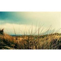 Obituary of Thomas Henry Dolce