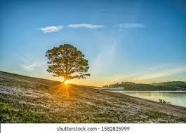 Obituary of Bonnie Lee Meeker