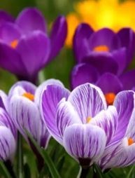 Obituary of Gail Eileen Houston