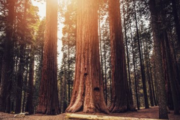 Obituary of Ruth Davis