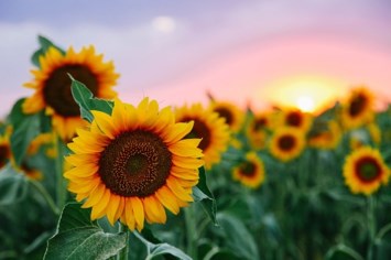 Obituary of Dorothy Ramirez