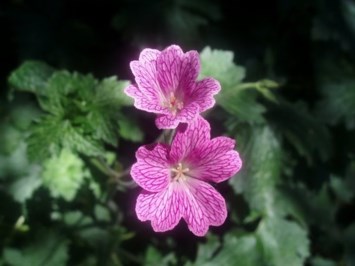 Obituary of Beatrice Bessie Rollins