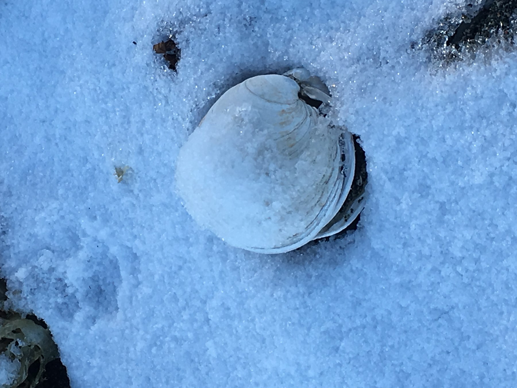 Patricia CORLESS Obituary Parksville, BC