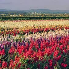 Obituary of Juanita Torres