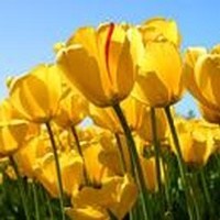 Obituary of Brenda Rowland