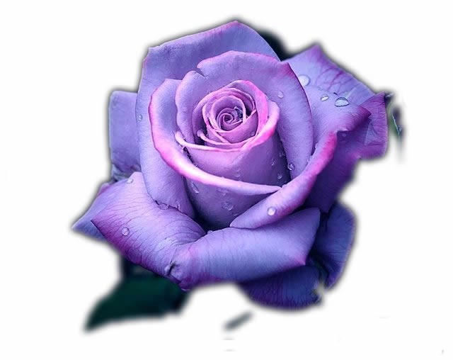 Obituary of Annie Bell Burns