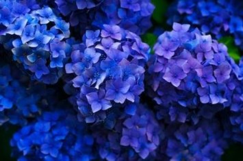 Obituario de Miriam M. Lippman