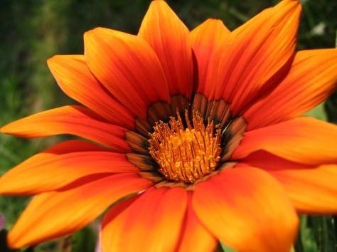 Obituary of Edith Theresa Rossi