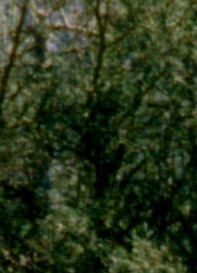 Betty Hummel Obituary Tucson, AZ